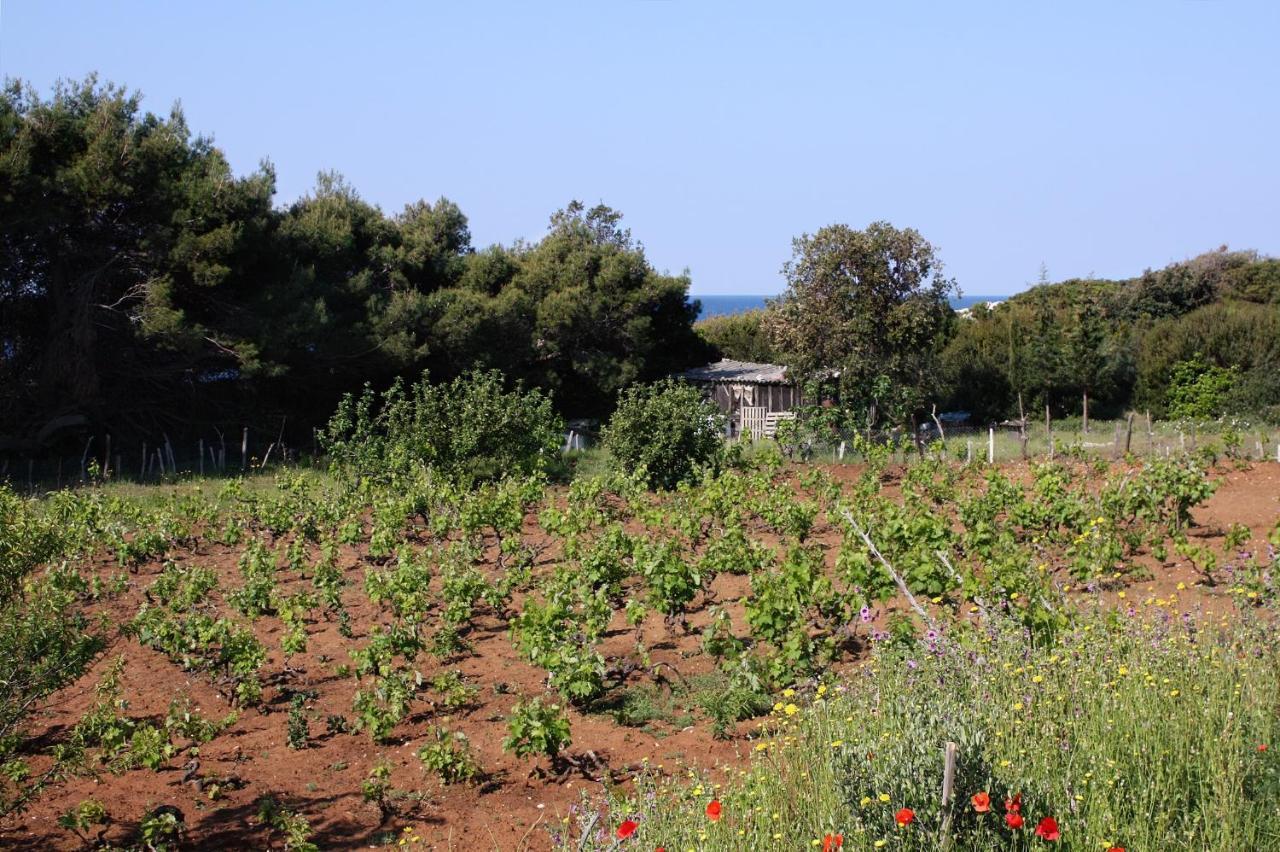 Apartments By The Sea Cove Blaca, Mljet - 4899 ซาปลูนารา ภายนอก รูปภาพ